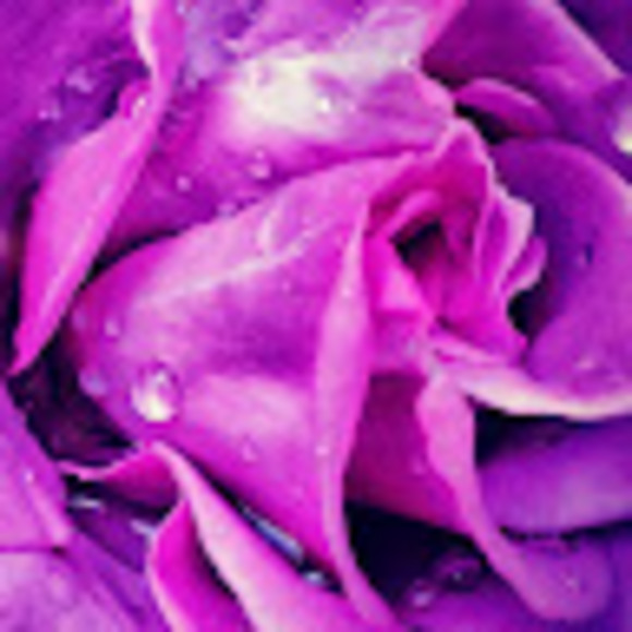 Meet your Posher, Cat - Picture 1 of 1